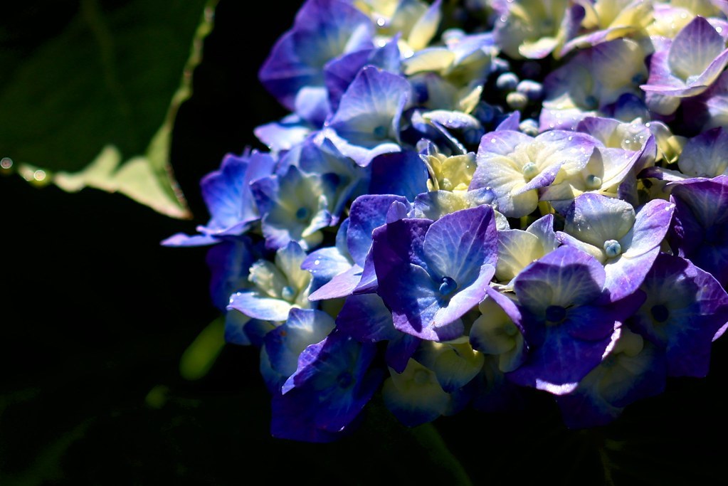 54686920695_9fd906b3a8_b-2